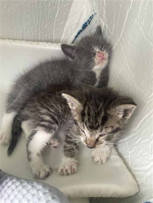 kittens